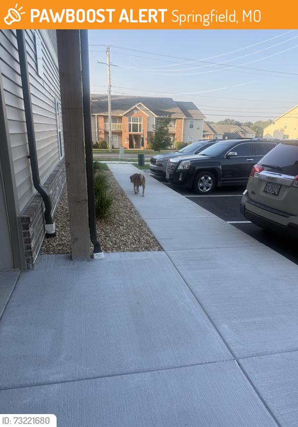 Found/Stray Male Dog last seen Walked across the street near the left side of Watermill park apmts, Springfield, MO 65803