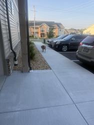 Found/Stray Male Dog last seen Walked across the street near the left side of Watermill park apmts, Springfield, MO 65803