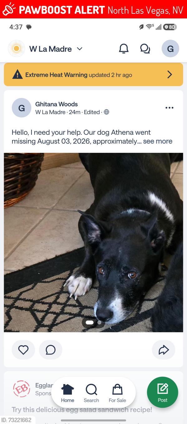 Lost Female Dog last seen Decatur and Ann, North Las Vegas, NV 89031