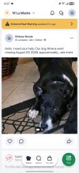 Lost Female Dog last seen Decatur and Ann, North Las Vegas, NV 89031