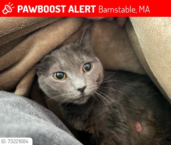 Lost Female Cat last seen Hampshire and Suffolk, Barnstable, MA 02601