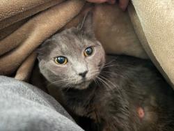 Lost Female Cat last seen Hampshire and Suffolk, Barnstable, MA 02601