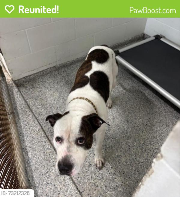 Reunited Male Dog last seen Port St. Lucie, Port St. Lucie, FL 34986