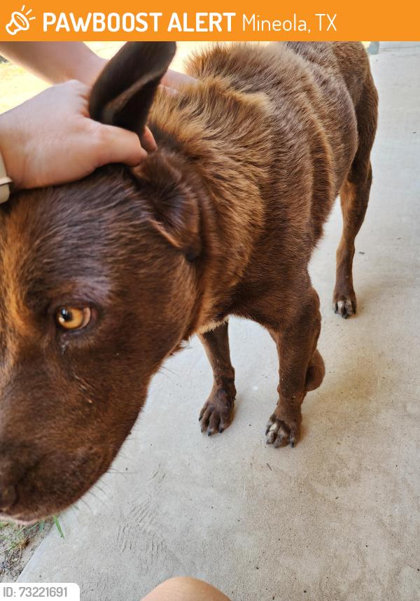 Found/Stray Male Dog last seen By the park across from lake brenda, Mineola, TX 75773