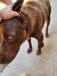Found/Stray Male Dog last seen By the park across from lake brenda, Mineola, TX 75773