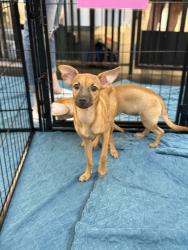 Lost Female Dog last seen 18th and U st, Rio Linda, CA 95673