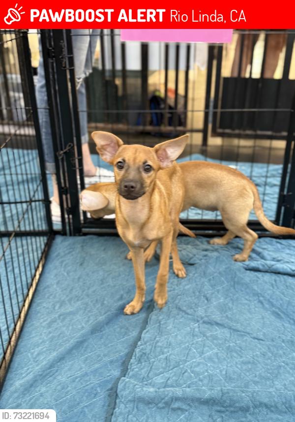 Lost Female Dog last seen 18th and U st, Rio Linda, CA 95673