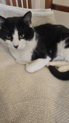 Reunited Male Cat last seen Marden Crescent / Marden Road, Greater London, England 