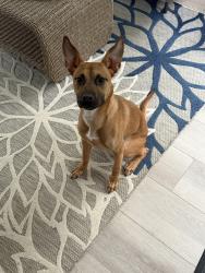 Found/Stray Female Dog last seen NW Cary Parkway/Skipwyth Court, Cary, NC 27513