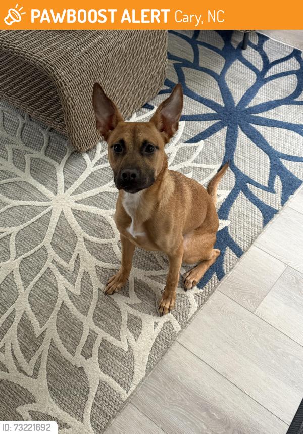 Found/Stray Female Dog last seen NW Cary Parkway/Skipwyth Court, Cary, NC 27513