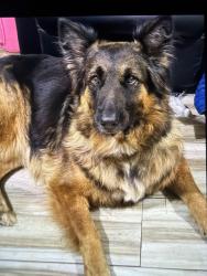 Reunited Female Dog last seen Barberry and Sycamore school Road, Fort Worth, TX 76133