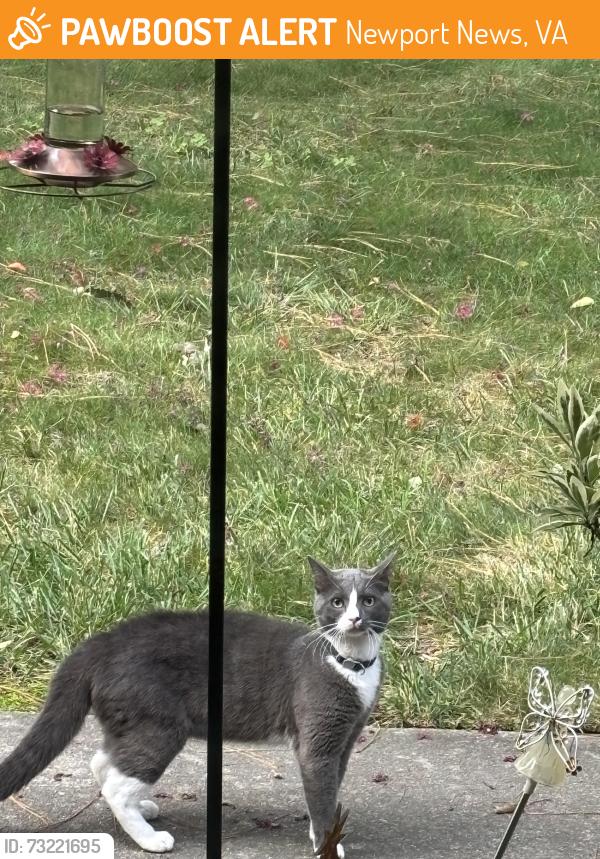Found/Stray Unknown Cat last seen Fawn and Atkins, Newport News, VA 23602