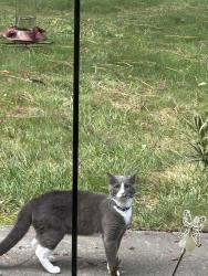 Found/Stray Unknown Cat last seen Fawn and Atkins, Newport News, VA 23602