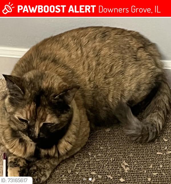 Lost Female Cat last seen Queens Court, Downers Grove, IL 60561