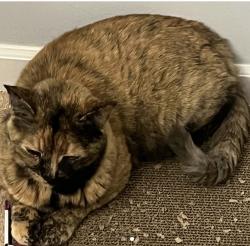 Lost Female Cat last seen Queens Court, Downers Grove, IL 60561