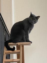 Reunited Female Cat last seen York Street at Signal Creek Blvd, Tho, Thornton, CO 80241