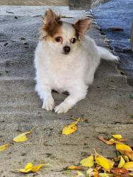 Reunited Male Dog last seen Near NW 42nd St, Miami, FL 33142, USA, Miami, FL 33142