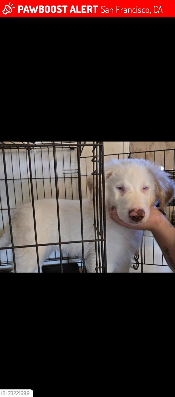 Lost Male Dog last seen Near clay street (Bernice Welles & Robert Welles stole this puppy & evaded police to retrieve him), San Francisco, CA 94118
