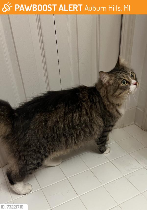 Found/Stray Unknown Cat last seen Meijer, Auburn Hills, MI 48326
