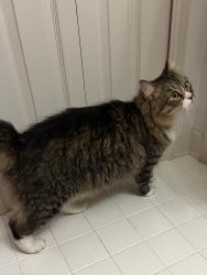 Found/Stray Unknown Cat last seen Meijer, Auburn Hills, MI 48326