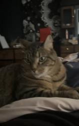 Lost Male Cat last seen Target on Coolidge Highway, Troy, MI 48084