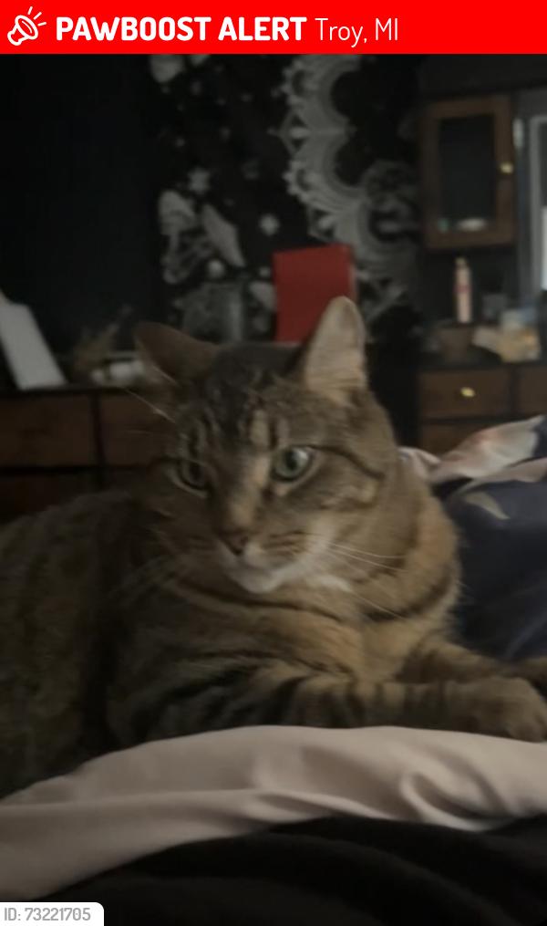 Lost Male Cat last seen Target on Coolidge Highway, Troy, MI 48084