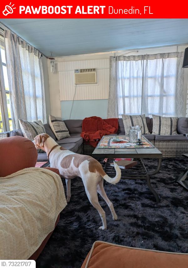 Lost Male Dog last seen Curlew Rd and Bayshore Dr Dunedin Fl, Dunedin, FL 34698