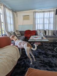 Lost Male Dog last seen Curlew Rd and Bayshore Dr Dunedin Fl, Dunedin, FL 34698