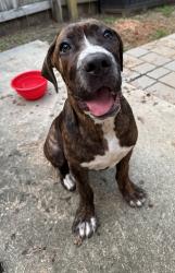 Found/Stray Male Dog last seen Girl Grind Beverage Co, Kannapolis, NC 28081