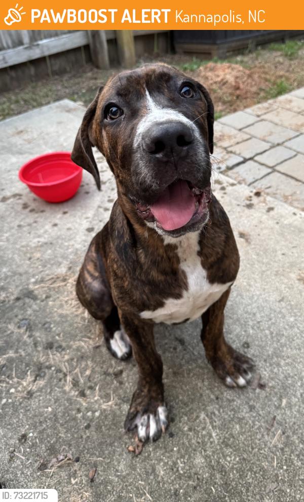 Found/Stray Male Dog last seen Girl Grind Beverage Co, Kannapolis, NC 28081