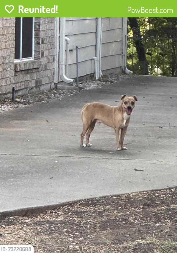 Reunited Male Dog last seen Allen heights, Allen, TX 75002