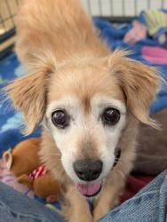 Shelter Stray Female Dog last seen Broklynn Avenue, San Diego, CA, 92114, Escondido, CA 92027, USA
