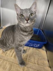 Shelter Stray Male Cat last seen Near W Meadow Road, BROOKLYN, MD, 21225, 411 Maxwell Frye Rd, Millersville, MD 21108, USA