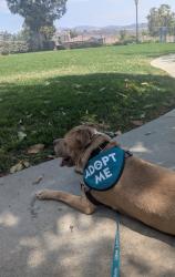 Shelter Stray Male Dog last seen Melrose Drive, Oceanside, CA, 92057, Oceanside, CA 92058, USA