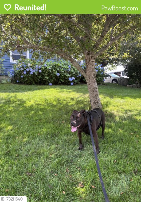 Reunited Male Dog last seen St. Anne Church, Kennebunkport, ME 04046