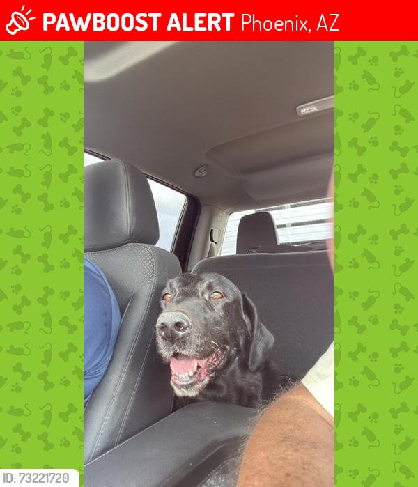 Lost Male Dog last seen Near st & Miami ave, Phoenix, AZ 85040
