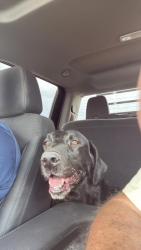 Lost Male Dog last seen Near st & Miami ave, Phoenix, AZ 85040