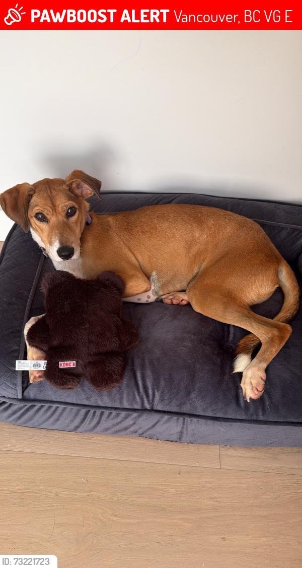 Lost Male Dog last seen Stanley Park, Vancouver, BC V6G 3E2