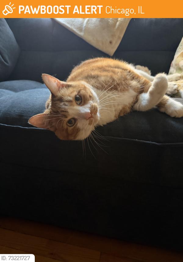 Found/Stray Male Cat last seen Drake and Ainslie, Chicago, IL 60625