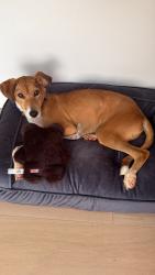 Lost Male Dog last seen Stanley Park, Vancouver, BC V6G 3E2