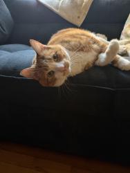 Found/Stray Male Cat last seen Drake and Ainslie, Chicago, IL 60625