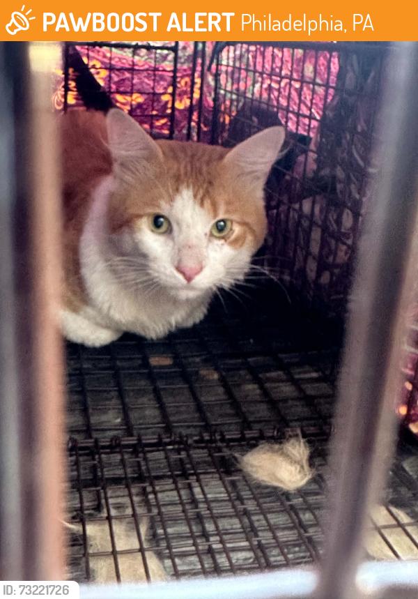Found/Stray Unknown Cat last seen 17th and Spruce, Philadelphia, PA 19103