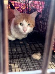 Found/Stray Unknown Cat last seen 17th and Spruce, Philadelphia, PA 19103