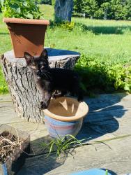Lost Female Cat last seen Brook street, Danby, VT 05739