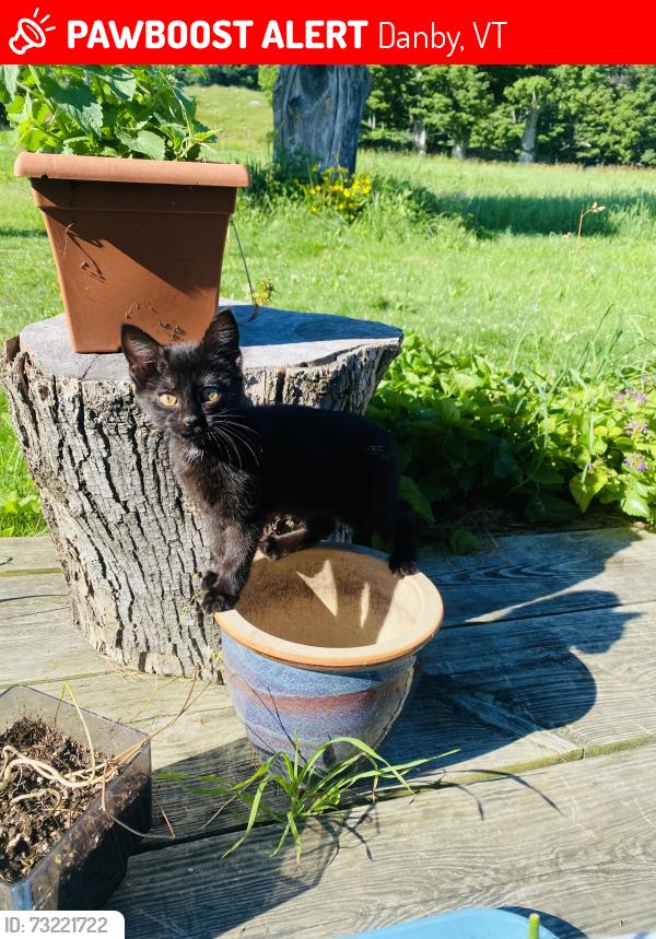 Lost Female Cat last seen Brook street, Danby, VT 05739