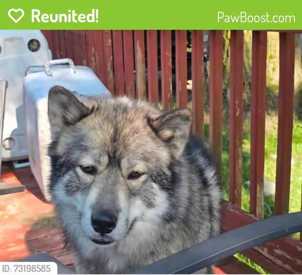 Reunited Male Dog last seen Near w barnes rd fostoia, Fostoria, MI 48435