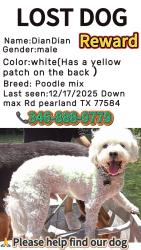 Lost Male Cat last seen Near Dawn Brook Dr, 皮尔兰, TX 77581