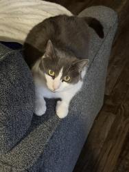 Lost Male Cat last seen Carriage Drive, Wernersville, PA 19565
