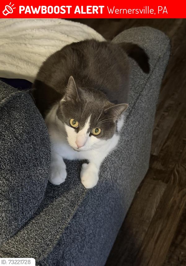Lost Male Cat last seen Carriage Drive, Wernersville, PA 19565