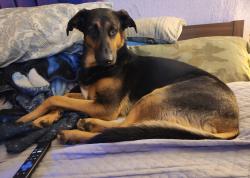 Lost Male Dog last seen South main street wilkes barre, Wilkes-Barre, PA 18702